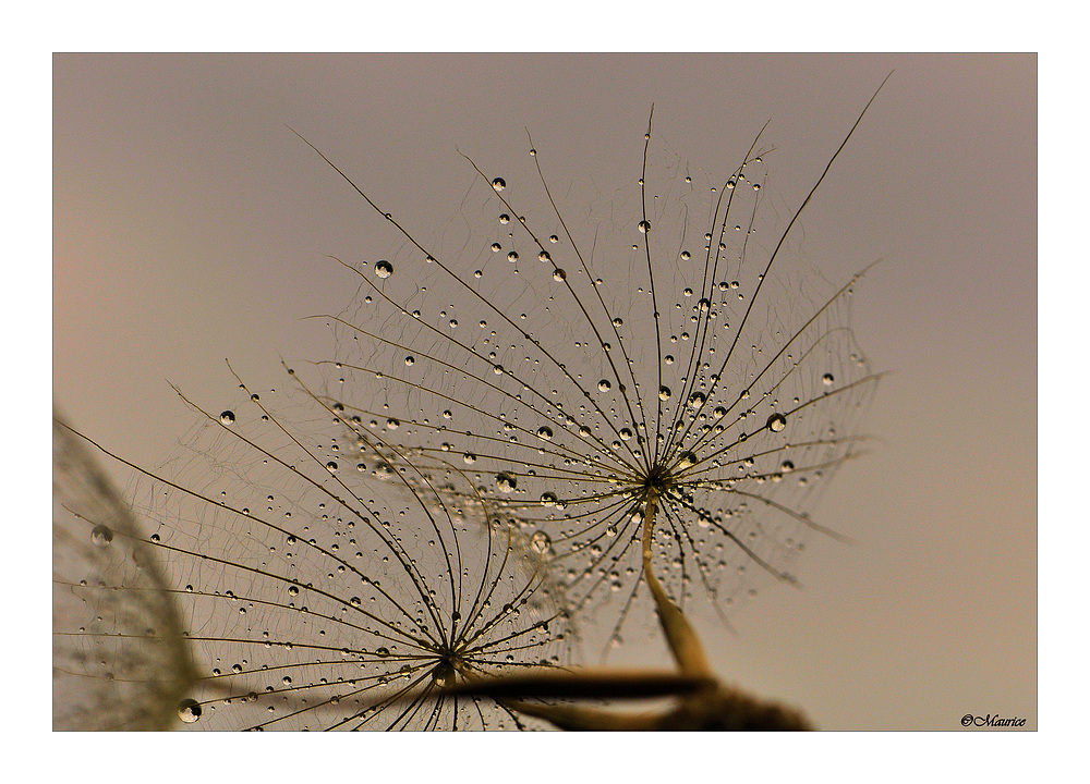 perles d'eau