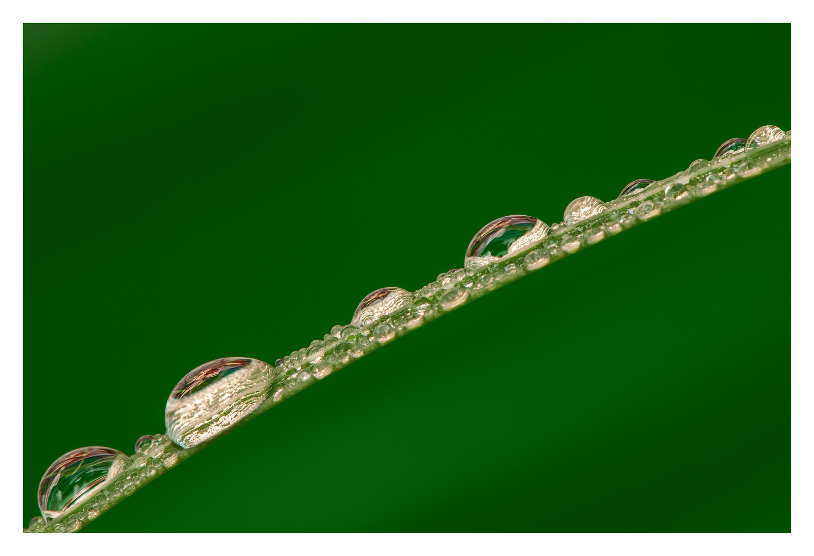 Perles d'eau