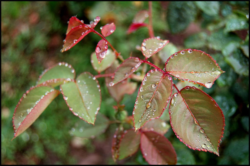 Perles d'eau