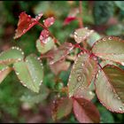 Perles d'eau