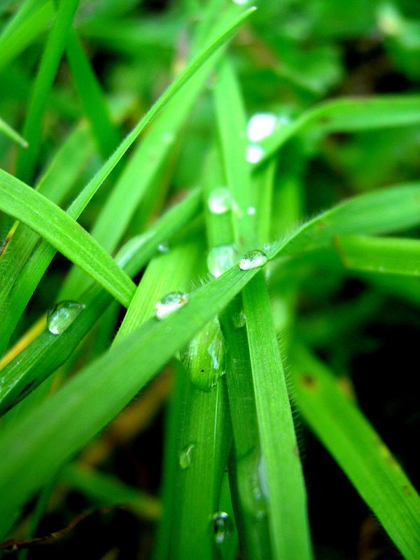 Perles d'eau