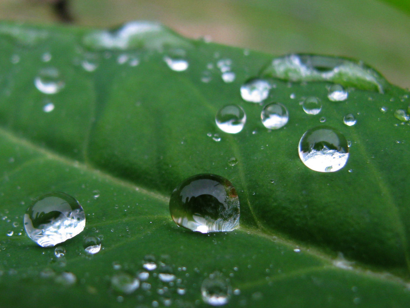 Perles d'eau