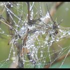 Perles du matin