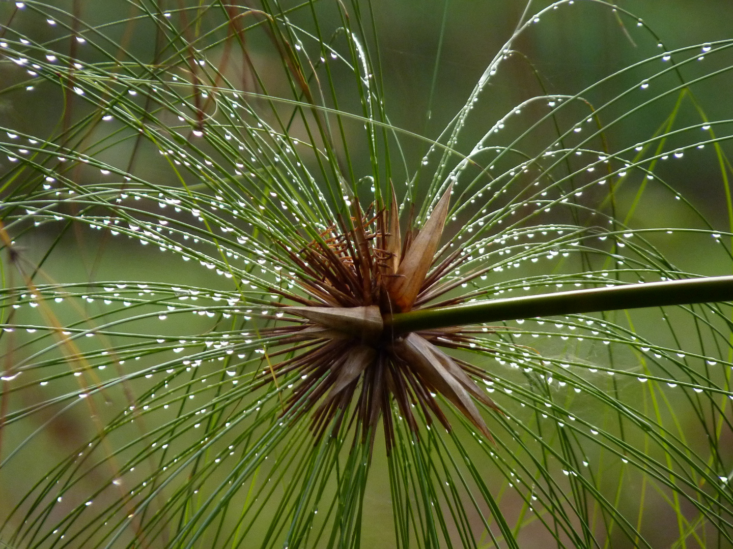 Perles du matin