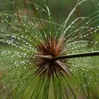 Perles du matin