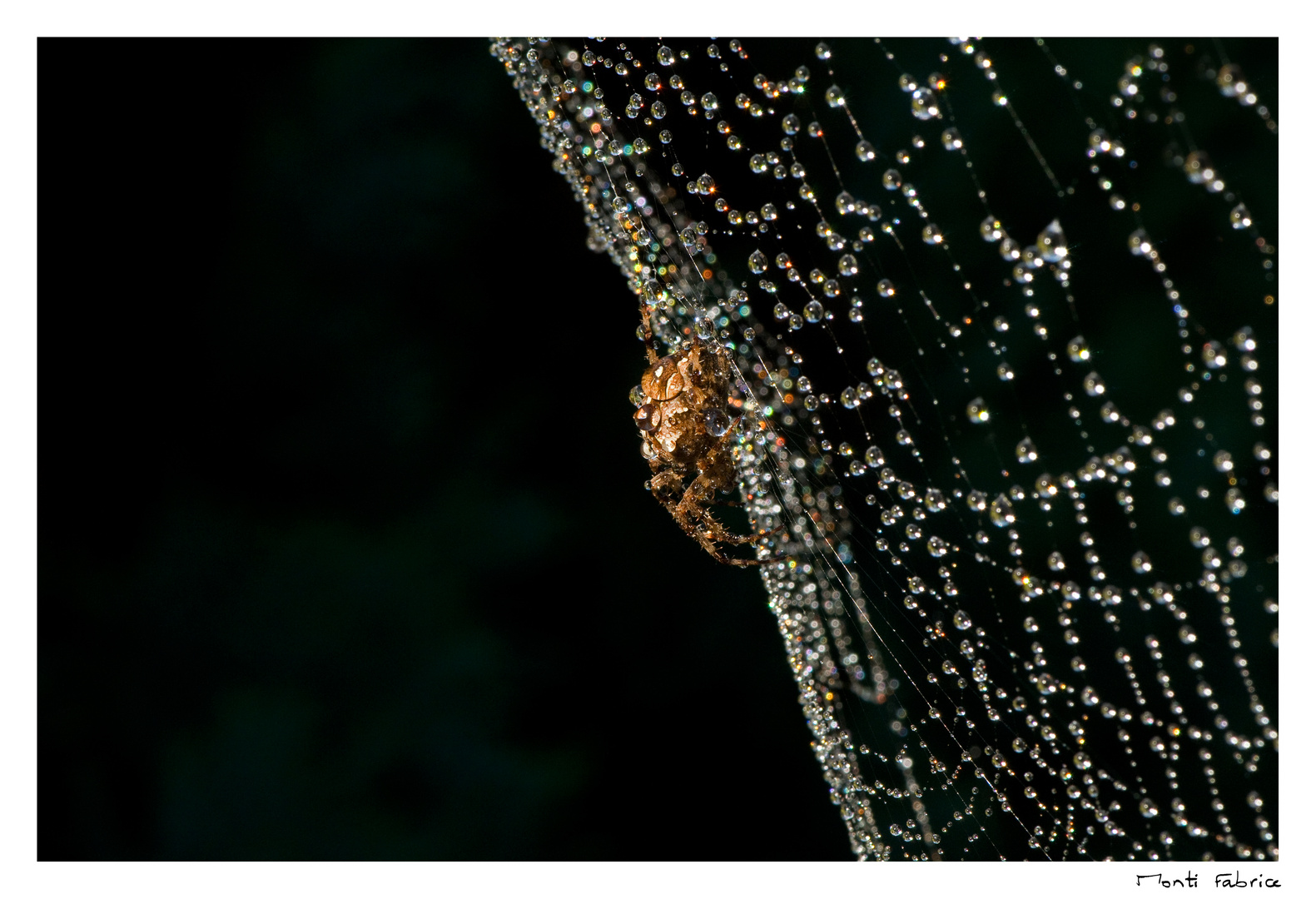 Perles du matin