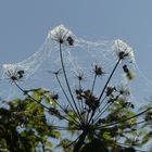 Perles naturelles