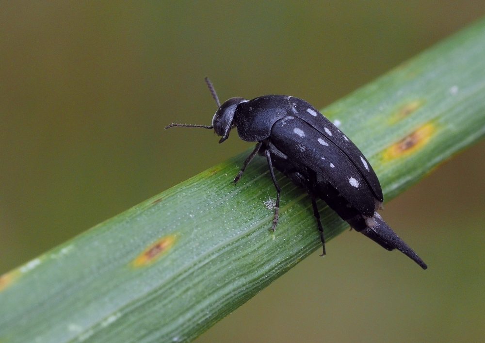 Perlfleck Stachelkäfer (Hoshihananomia perlata)