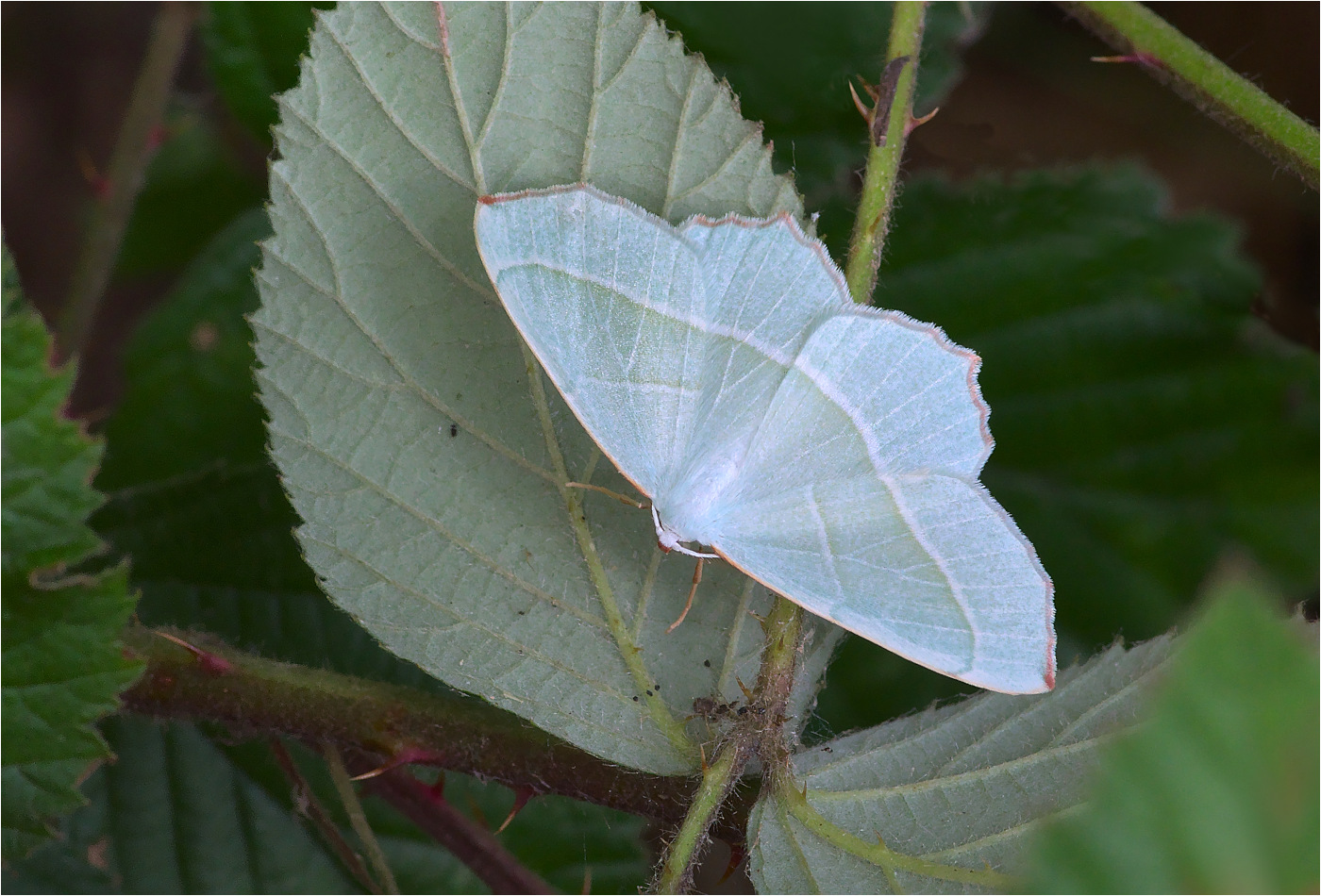 Perlglanzspanner (Campaea margaritaria)