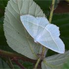 Perlglanzspanner (Campaea margaritaria)