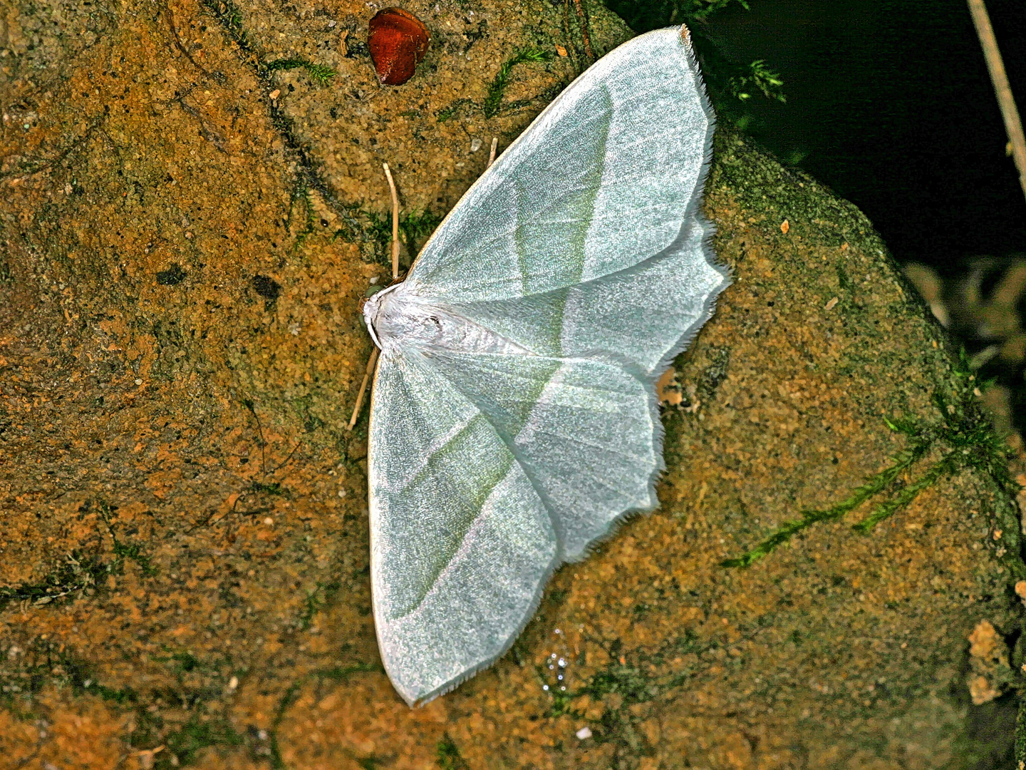 Perlglanzspanner (Campaea margaritaria) - Silberblatt....