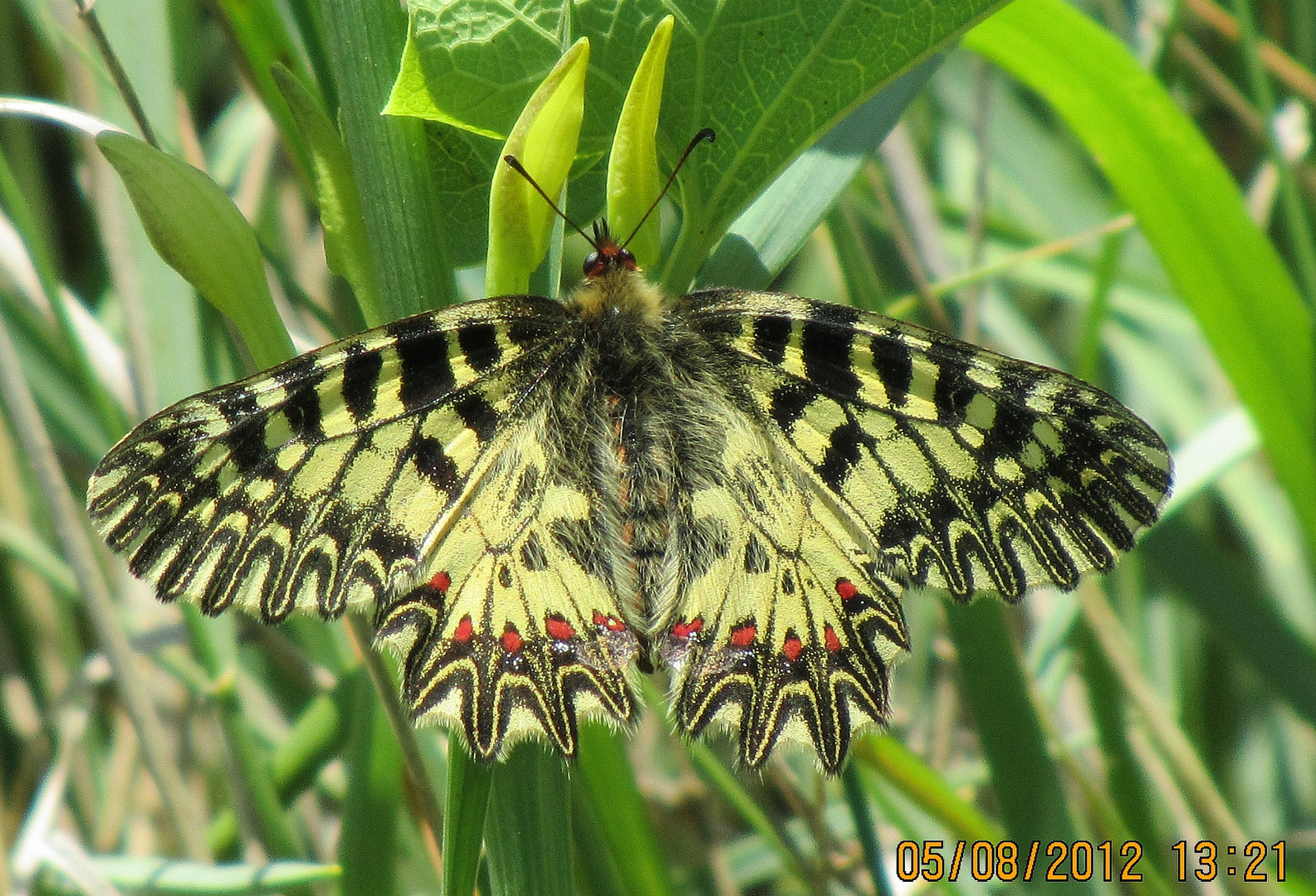 Perlgrasfalter Coenonympha arcania)