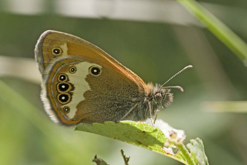 Perlgrasfalter (Coenonympha arcania)