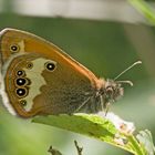 Perlgrasfalter (Coenonympha arcania)