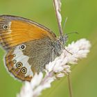 Perlgrasfalter (Coenonympha arcania)