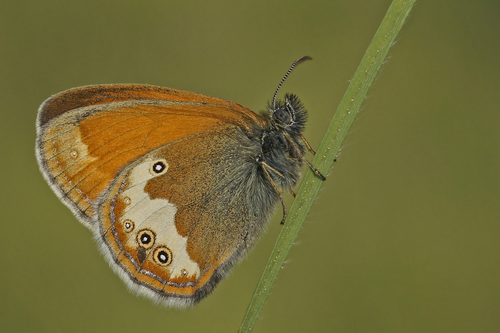 Perlgrasfalter oder auch Weißbindiges Wiesenvögelchen (Coenonympha arcania)