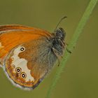 Perlgrasfalter oder auch Weißbindiges Wiesenvögelchen (Coenonympha arcania)