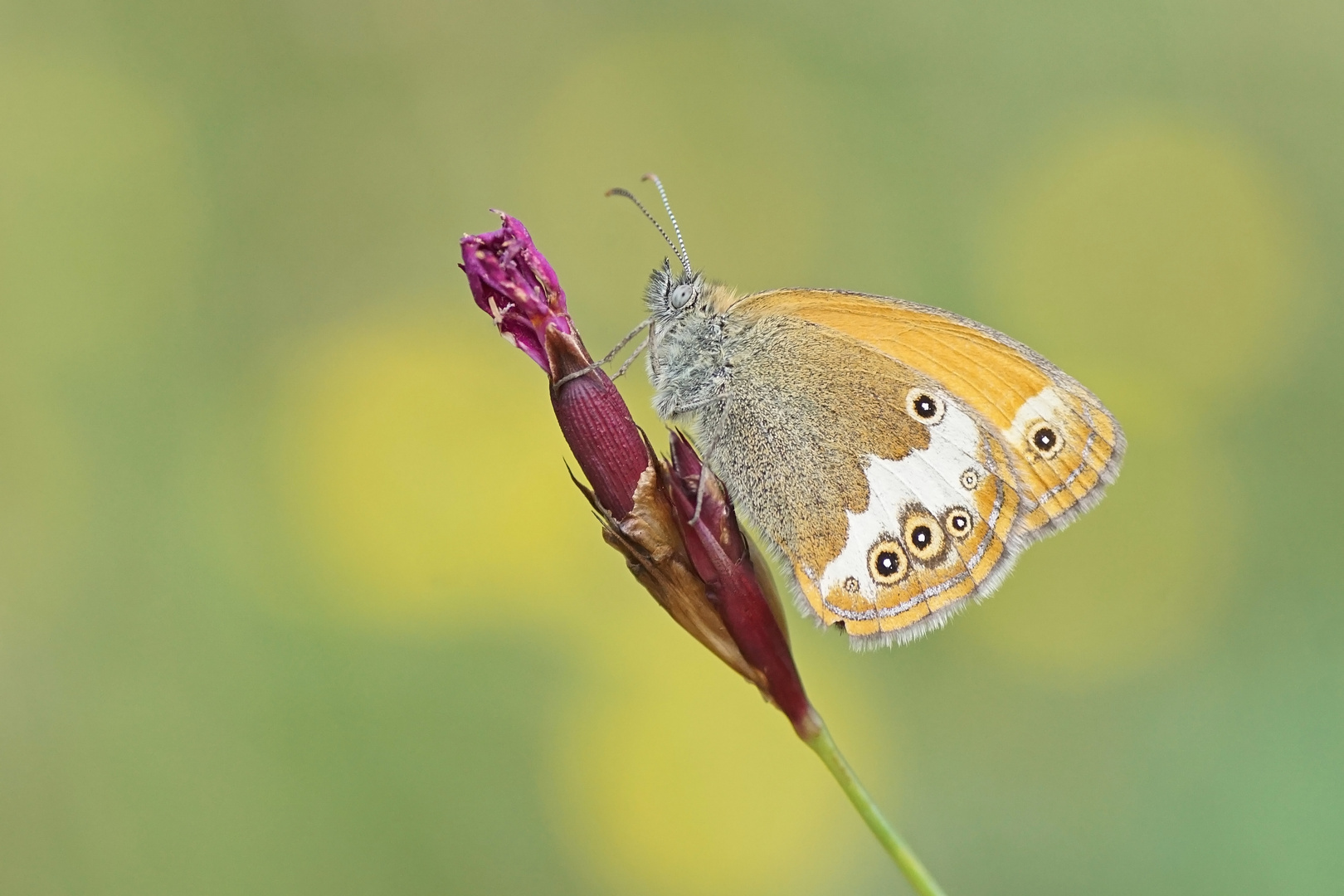 Perlgrasfalter oder Weißbindiges Wiesenvögelchen (Coenonympha arcania)