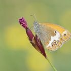 Perlgrasfalter oder Weißbindiges Wiesenvögelchen (Coenonympha arcania)