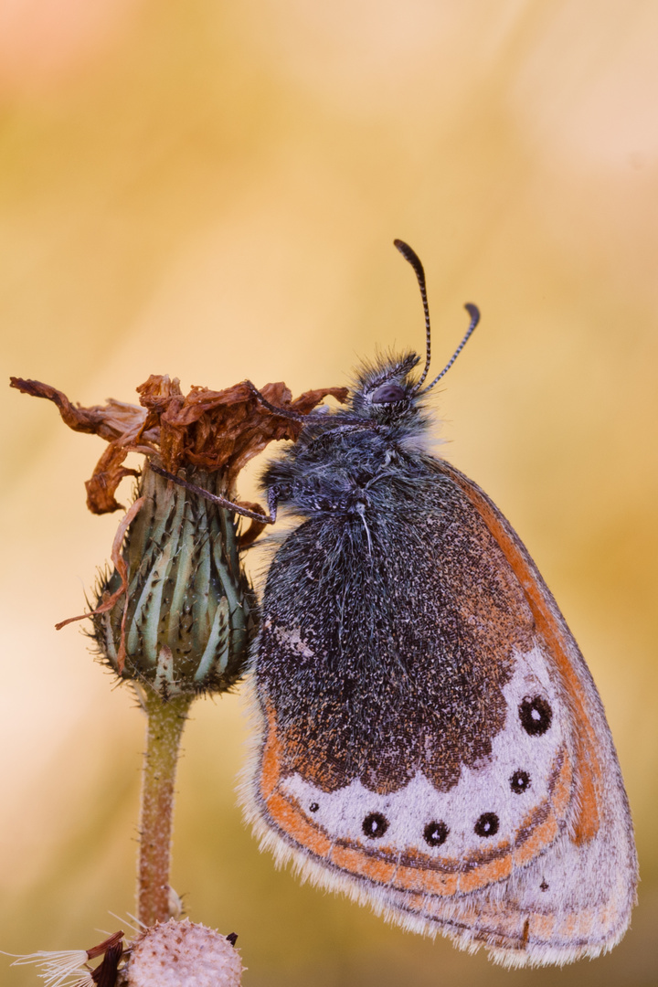 Perlgrasfalter oder Weissbindiges Wiesenvögelchen