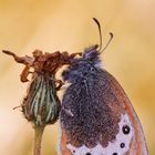 Perlgrasfalter oder Weissbindiges Wiesenvögelchen