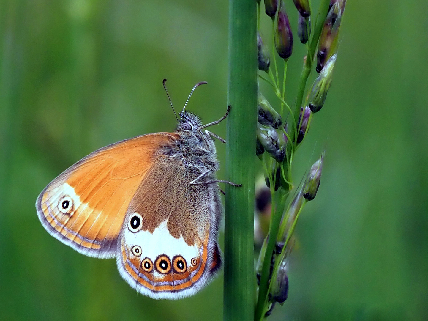 Perlgrasfalter, Weißbindiges Wiesenvögelchen 