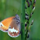 Perlgrasfalter, Weißbindiges Wiesenvögelchen 