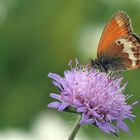  Perlgrasfalter - Weißbindiges Wiesenvögelchen