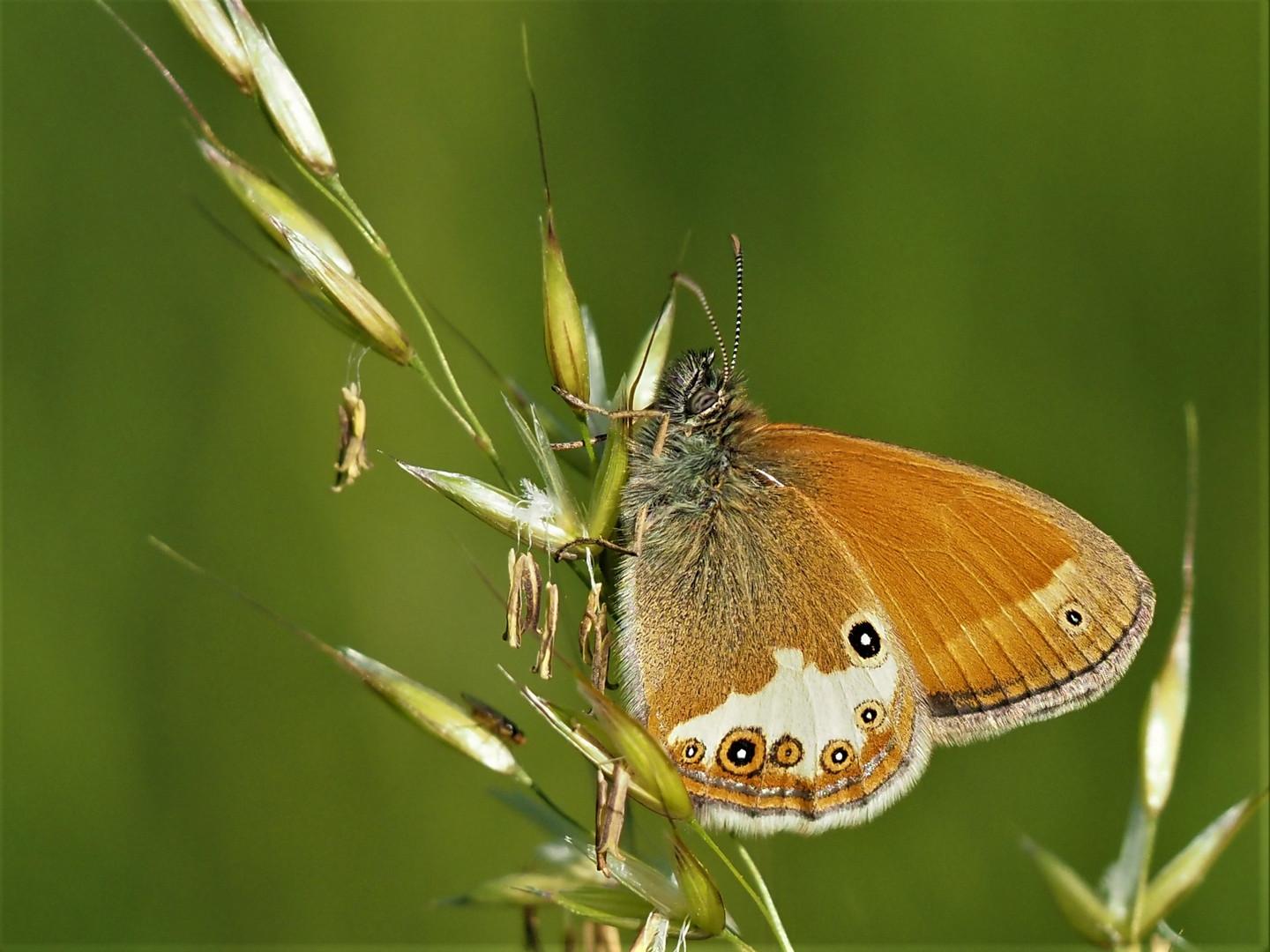 Perlgrasfalter , Weißbindiges Wiesenvögelchen