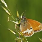 Perlgrasfalter , Weißbindiges Wiesenvögelchen