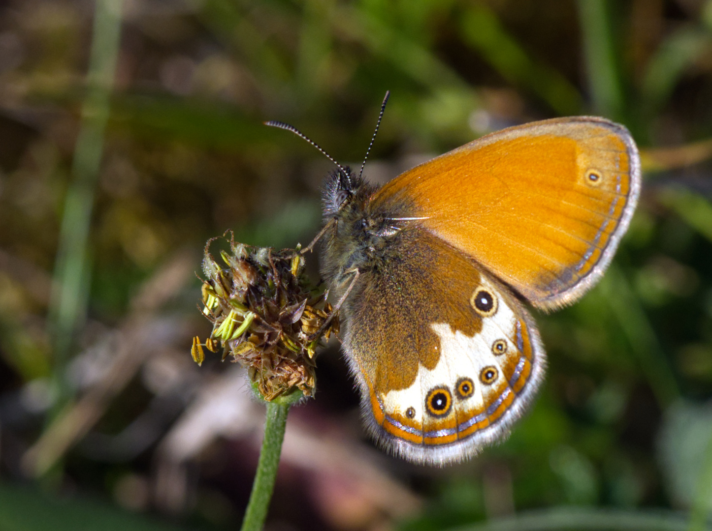 Perlgrasfalter, Weißbindiges Wiesenvögelchen