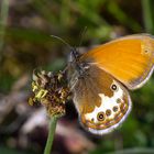 Perlgrasfalter, Weißbindiges Wiesenvögelchen