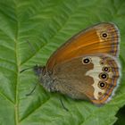 Perlgrasfalter, Weißbindiges Wiesenvögelchen 