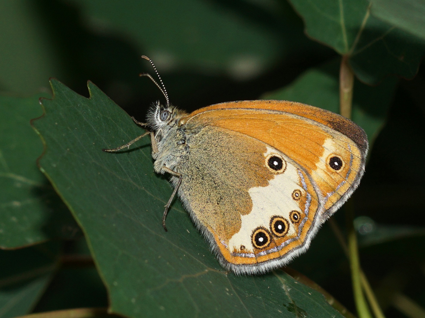 Perlgrasfalter, Weißbindiges Wiesenvögelchen