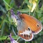 Perlgrasfalter, Weißbindiges Wiesenvögelchen auf Galmeiveilchen