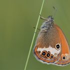 Perlgrasfalter, Weißbindiges Wiesenvögelchen