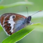 Perlgrasfalter  | Weißbindiges Wiesenvögelchen