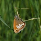  Perlgrasfalter,Weißbindiges Wiesenvögelchen