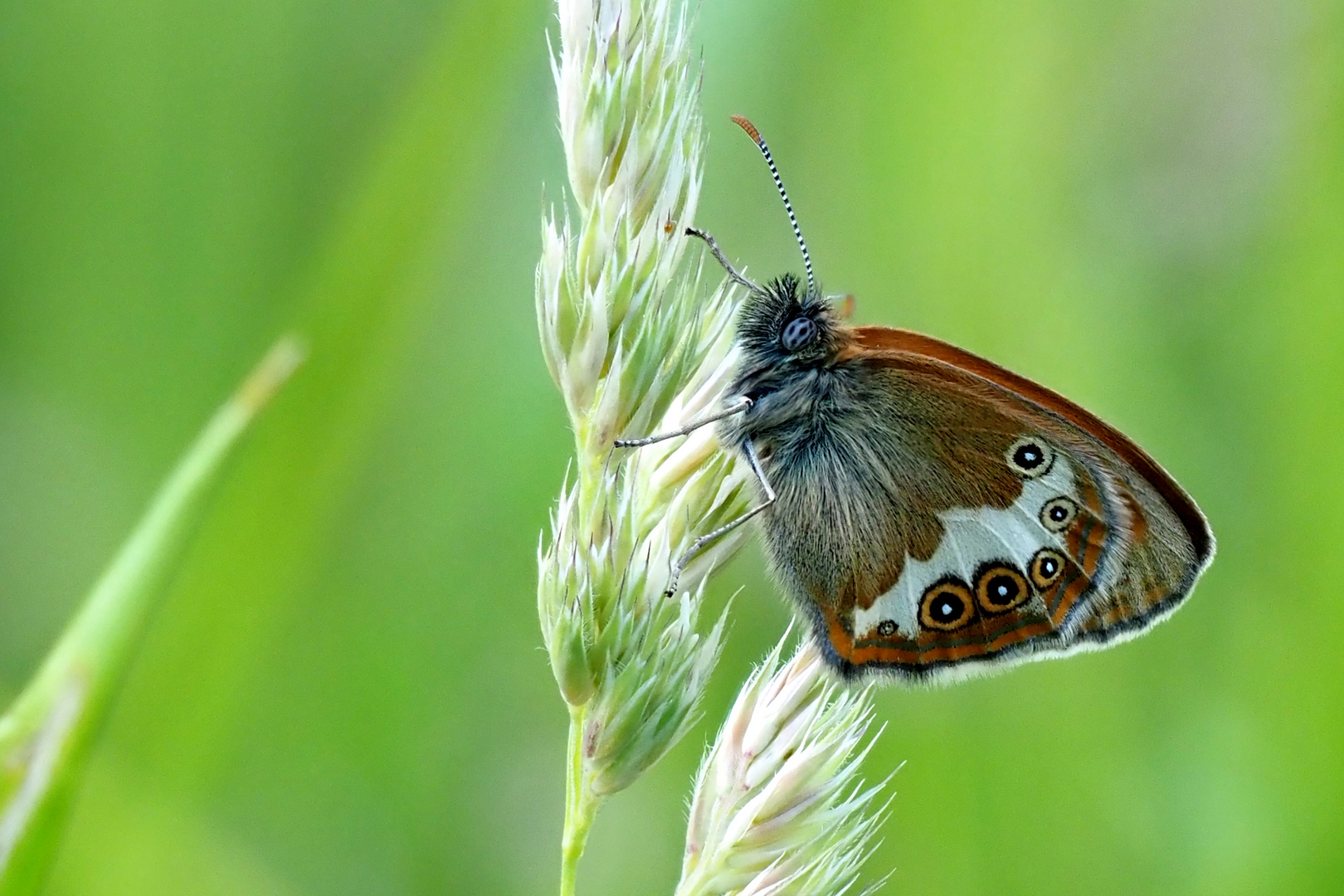 Perlgrasfalter,Weißbindiges Wiesenvögelchen