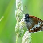 Perlgrasfalter,Weißbindiges Wiesenvögelchen