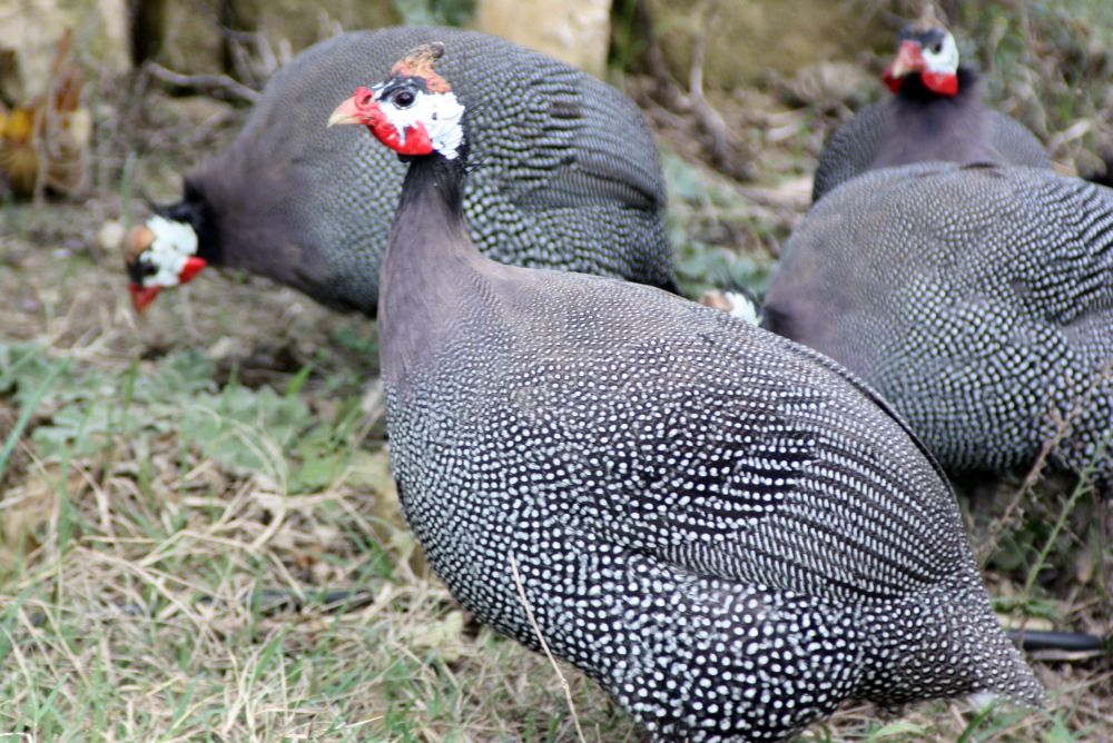 Perlhuhn kaufen