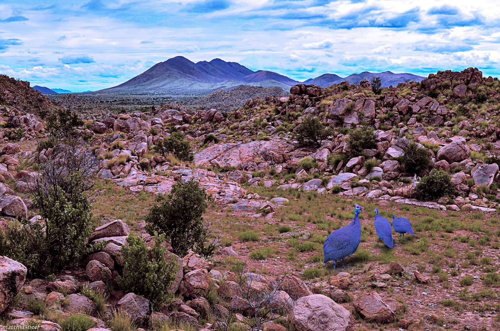 Perlhühner im NamibRand Naturreservat