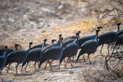 Perlhühner (Vulturine Guineafowls)