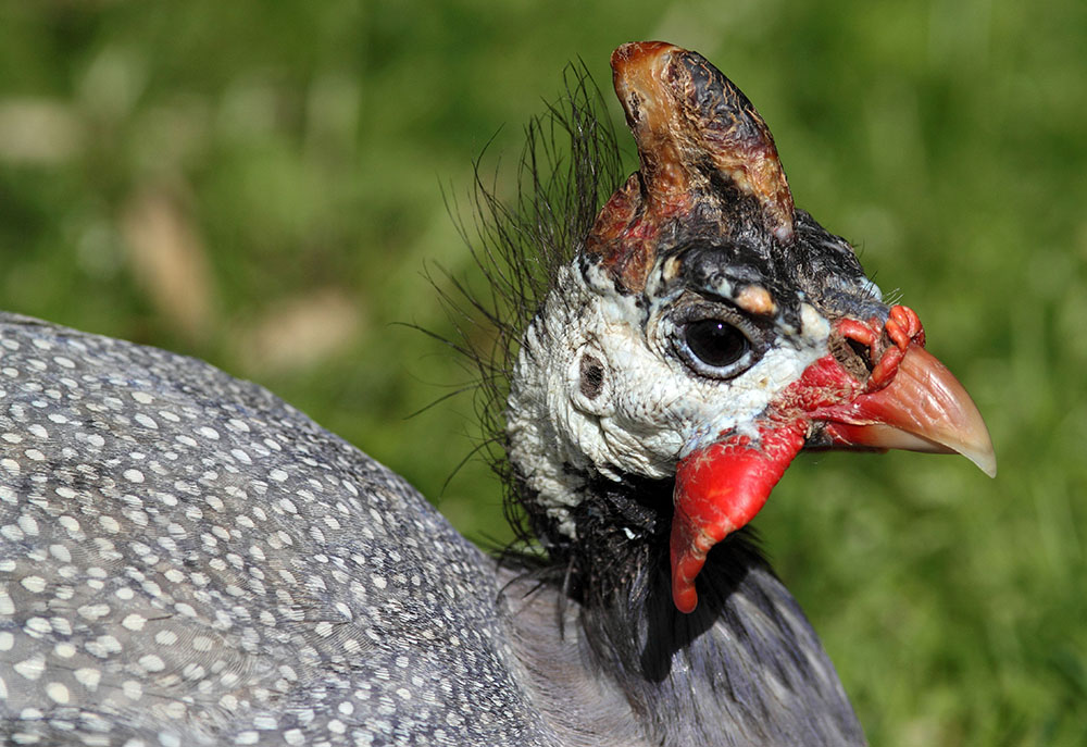 Perlhuhn Foto &amp; Bild | tiere, tierdetails, natur Bilder auf fotocommunity