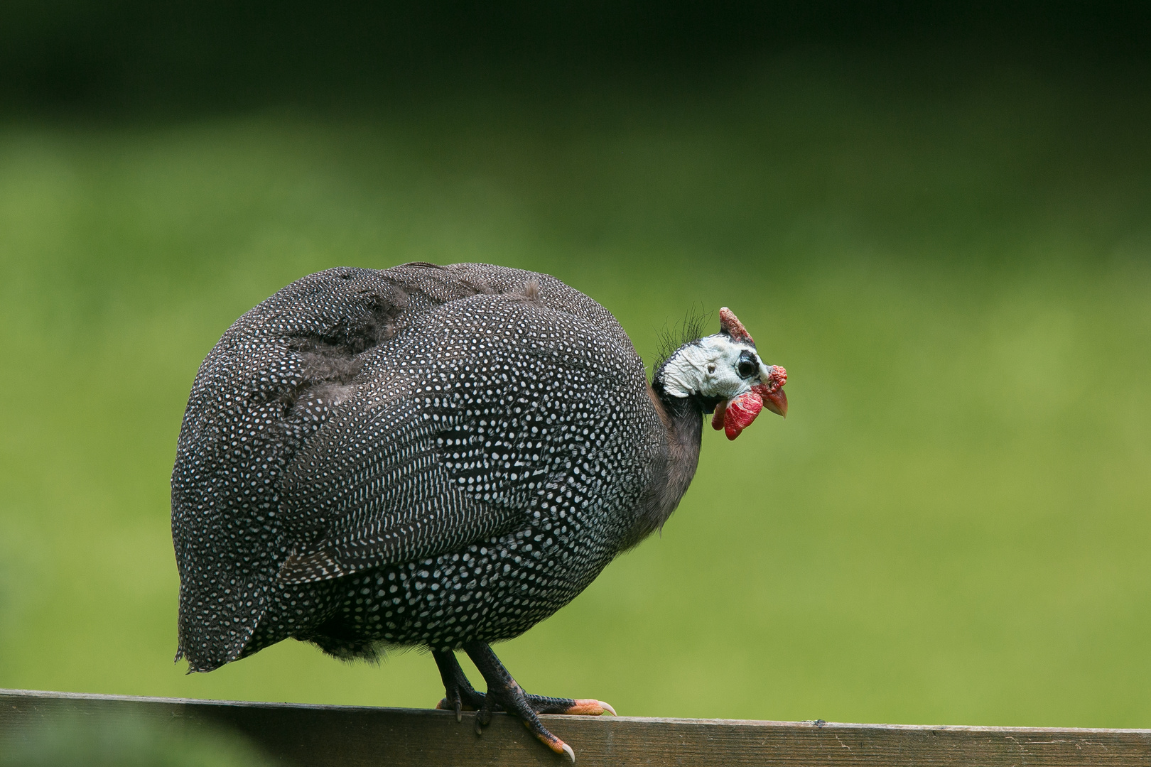 perlhuhn Foto &amp; Bild | tiere, zoo, wildpark &amp; falknerei, vögel Bilder ...