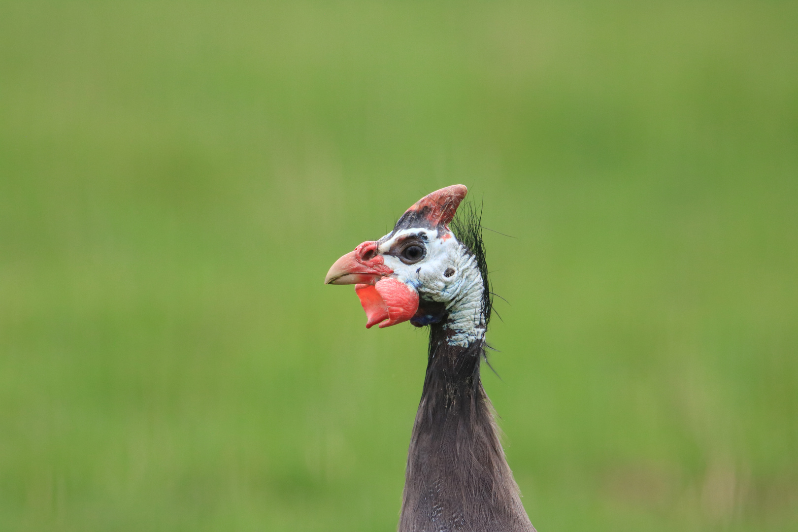 Perlhuhn erwischt