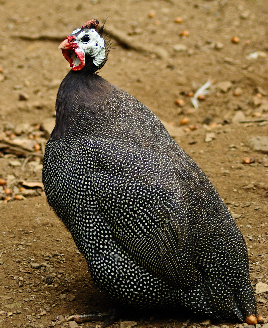 Perlhuhn Foto &amp; Bild | tiere, zoo, wildpark &amp; falknerei, natur Bilder ...