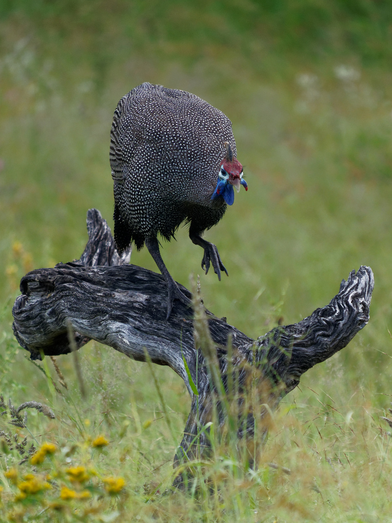 Perlhuhn - graziös