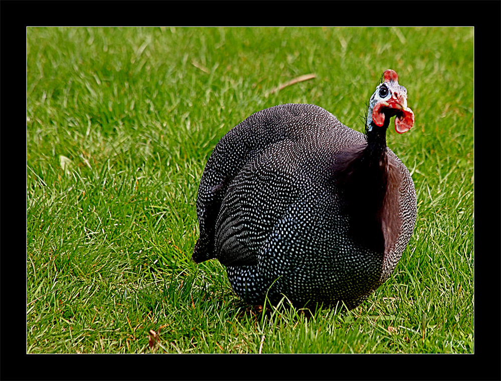 Perlhuhn im Karlsruher ZOO....