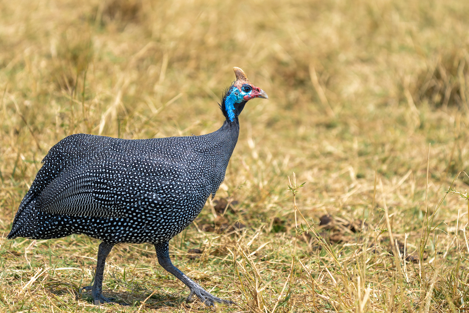 Perlhuhn im Ngorongoro-Krater Foto &amp; Bild | africa, eastern africa ...